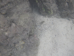 Canthigaster bennetti