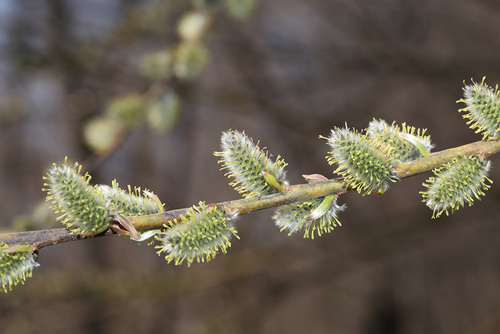 Salix schwerinii iNat (2)