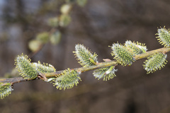 Salix schwerinii
