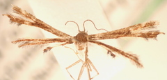 Geina tenuidactylus