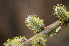Salix schwerinii