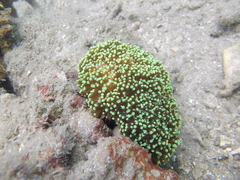 Euphyllia cristata