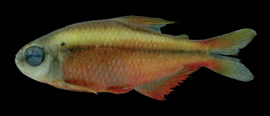 Hyphessobrycon notidanos