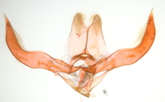 Geina tenuidactylus