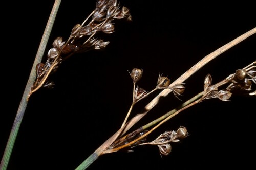 Image of Juncus patens by (c) Gabriel Campbell-Martinez, some rights reserved (CC BY)