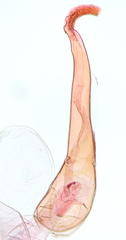 Geina tenuidactylus