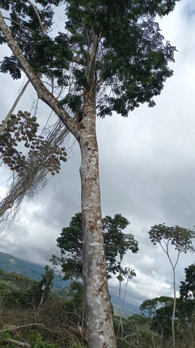 Foto de Barbatimão