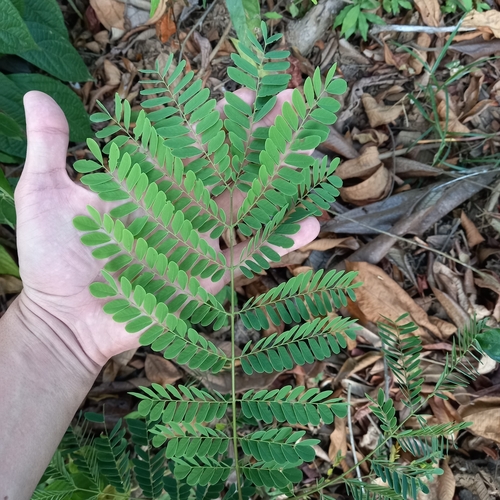 Foto de Barbatimão