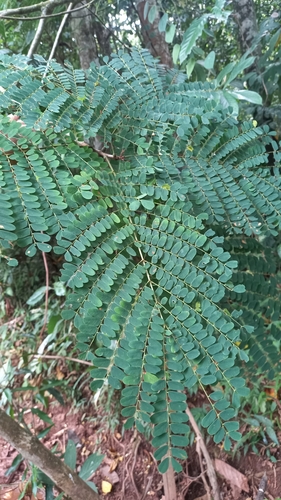 Foto de Barbatimão