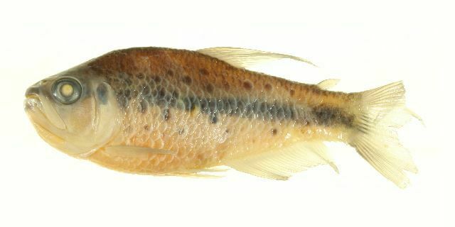 Kyburz Tetra