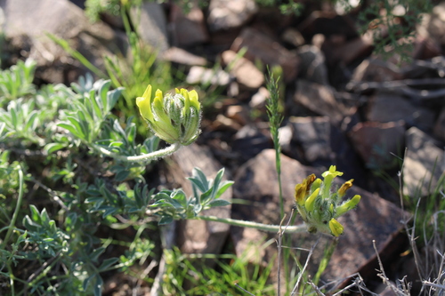 Astragalus cytisoides