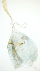 Platyptilia carduidactylus