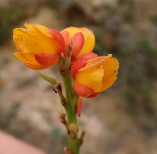 Ochnaceae observed 2024-01-26