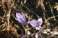 Triteleia laxa