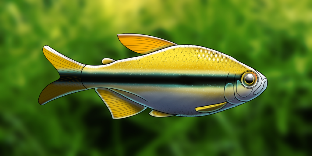 Hyphessobrycon cyanotaenia