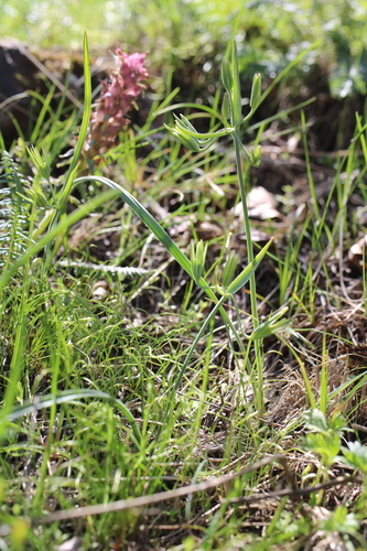 Gagea brevistolonifera