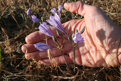 Triteleia laxa