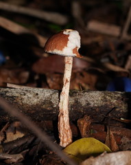 Austroboletus