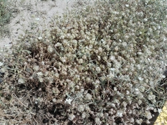 Lomelosia palaestina