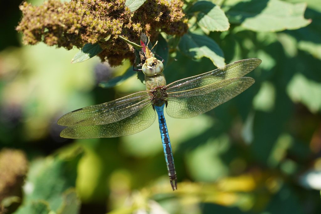 Common Green Darner from Richmond, BC, Canada on July 28, 2023 at 01:37 ...