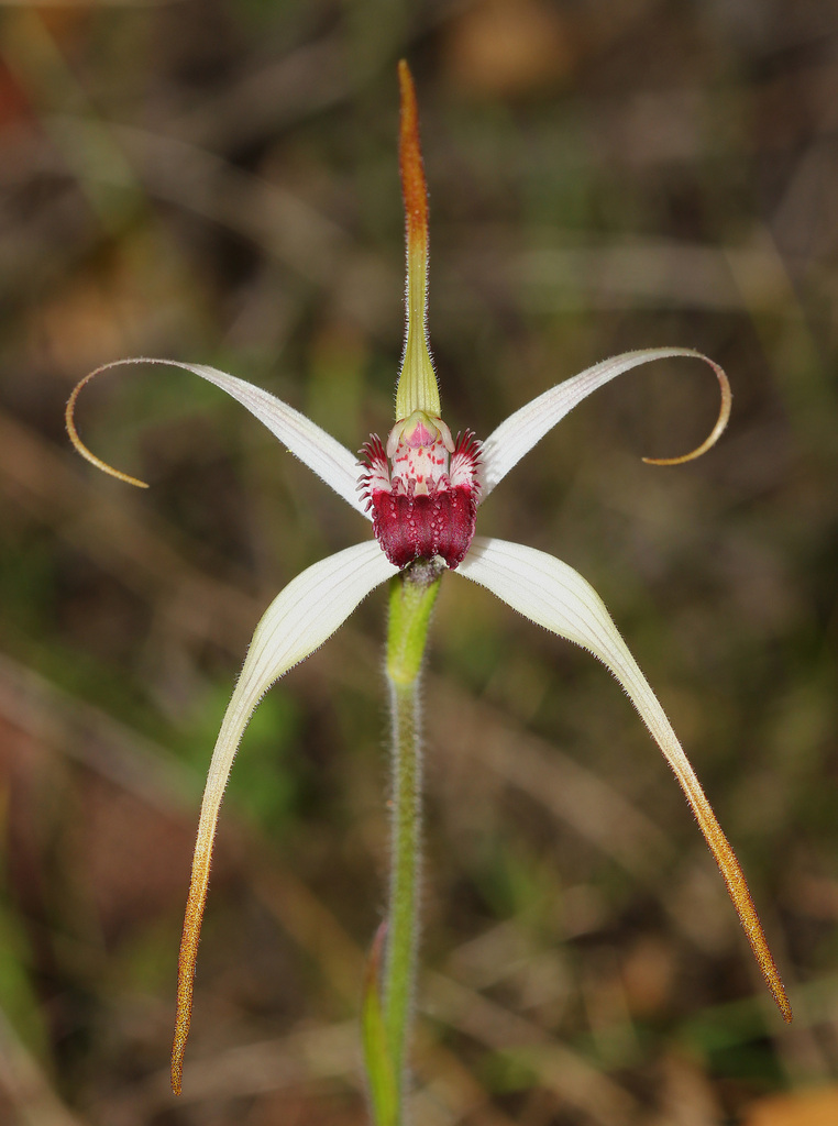 Caladenia nivalis