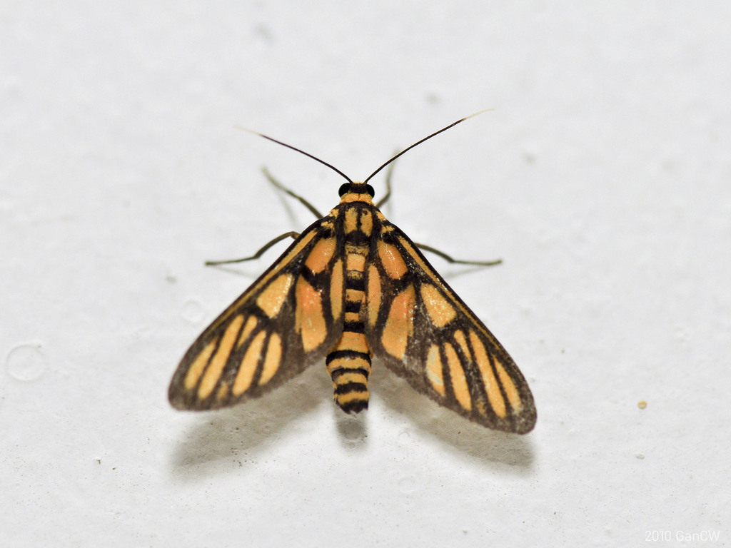 Amata dilatata