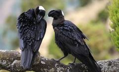 Thick-Billed Raven photo 2
