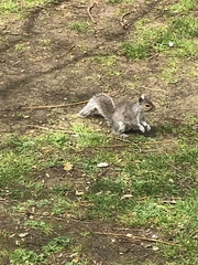 Sciurus carolinensis