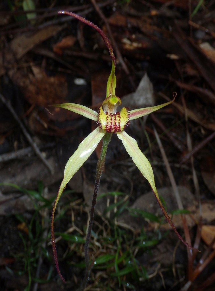 Caladenia orientalis