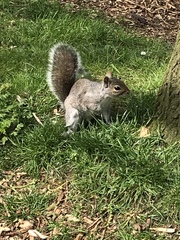 Sciurus carolinensis