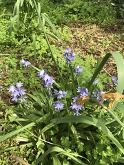 Hyacinthoides