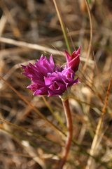 Allium dichlamydeum