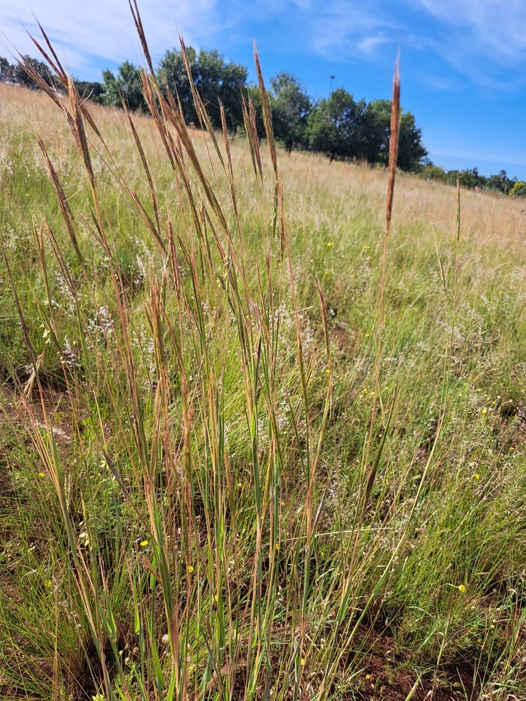 Broad-Leaved Blue Stem from Broadway East, Valhalla, Centurion, 0185 ...