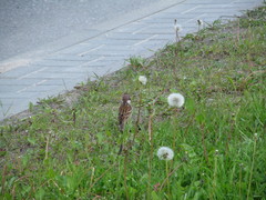 Passer montanus
