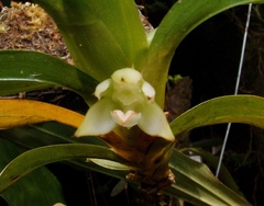 Image of Dichaea fragrantissima