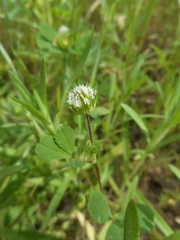 Trifolium microdon