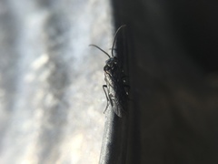 Selandriinae