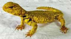 Uromastyx geyri