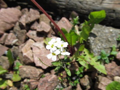 Arabidopsis arenosa