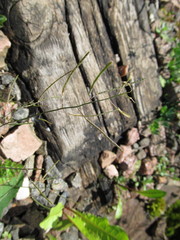 Arabidopsis arenosa
