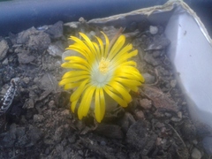 Lithops
