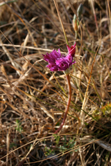 Allium dichlamydeum