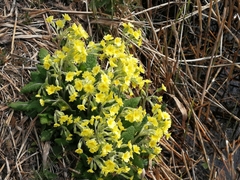 Primula × polyantha