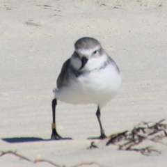 Anarhynchus frontalis