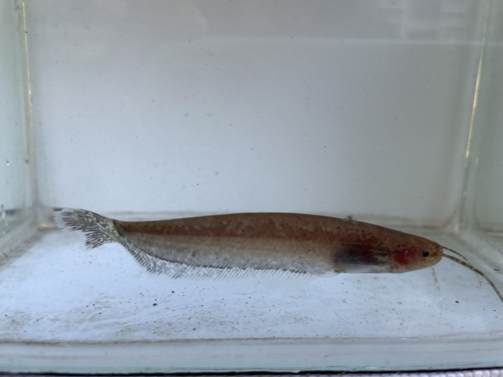 Hasselt's sheatfish (Silurichthys hasseltii) — Siluridae