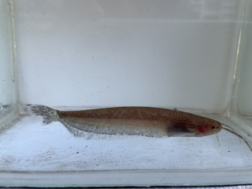 Hasselt's sheatfish (Silurichthys hasseltii) — Siluridae