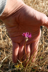 Allium dichlamydeum