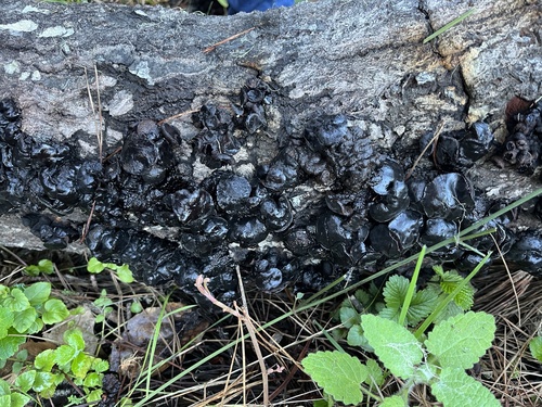 iNaturalist observation photo of witch's butter