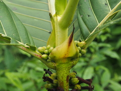 Pentagonia donnell-smithii