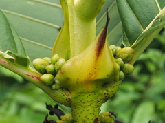 Pentagonia donnell-smithii